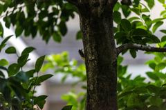 DSC_4194-1