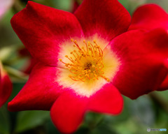 DSC_3594-2