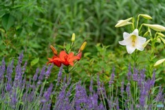 DSC00543-1