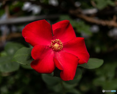 DSC_3592-2