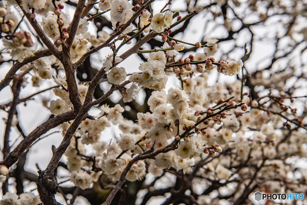 DSC_4512-1