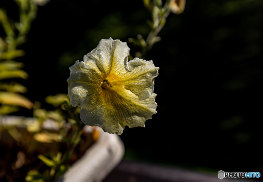DSC_4983-1
