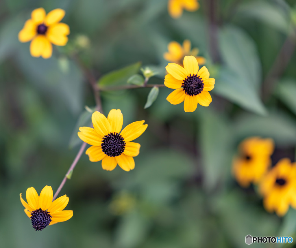 DSC_4187-1