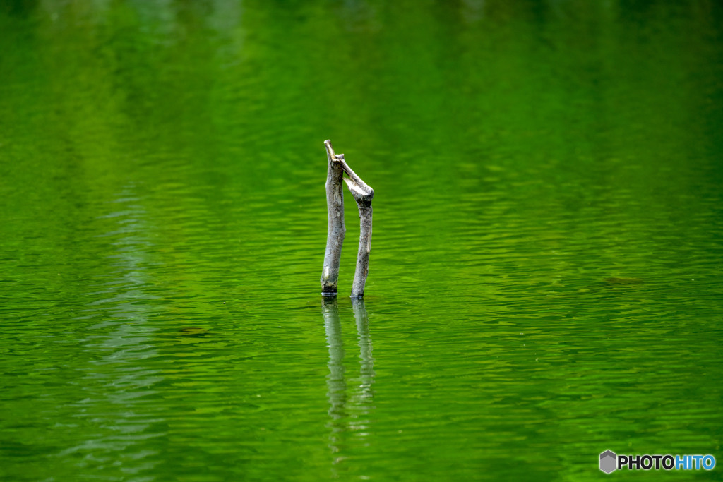 DSC_4712-1