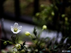 DSC_3036-2
