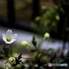 DSC_3036-2