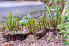 地上げ屋 DSC_1178-2