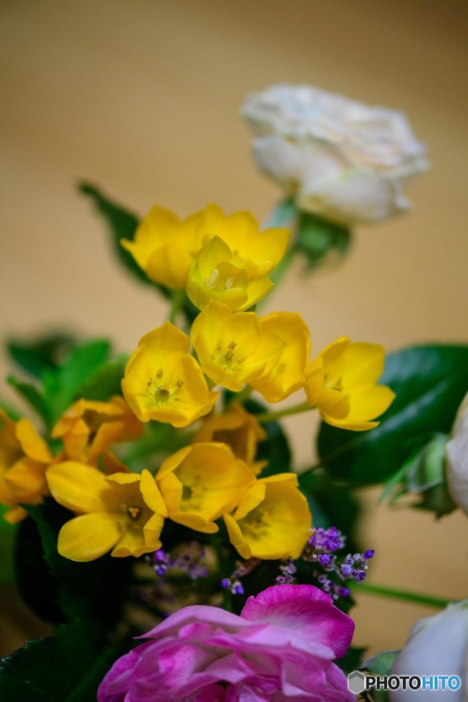 DSC_0503-1-2