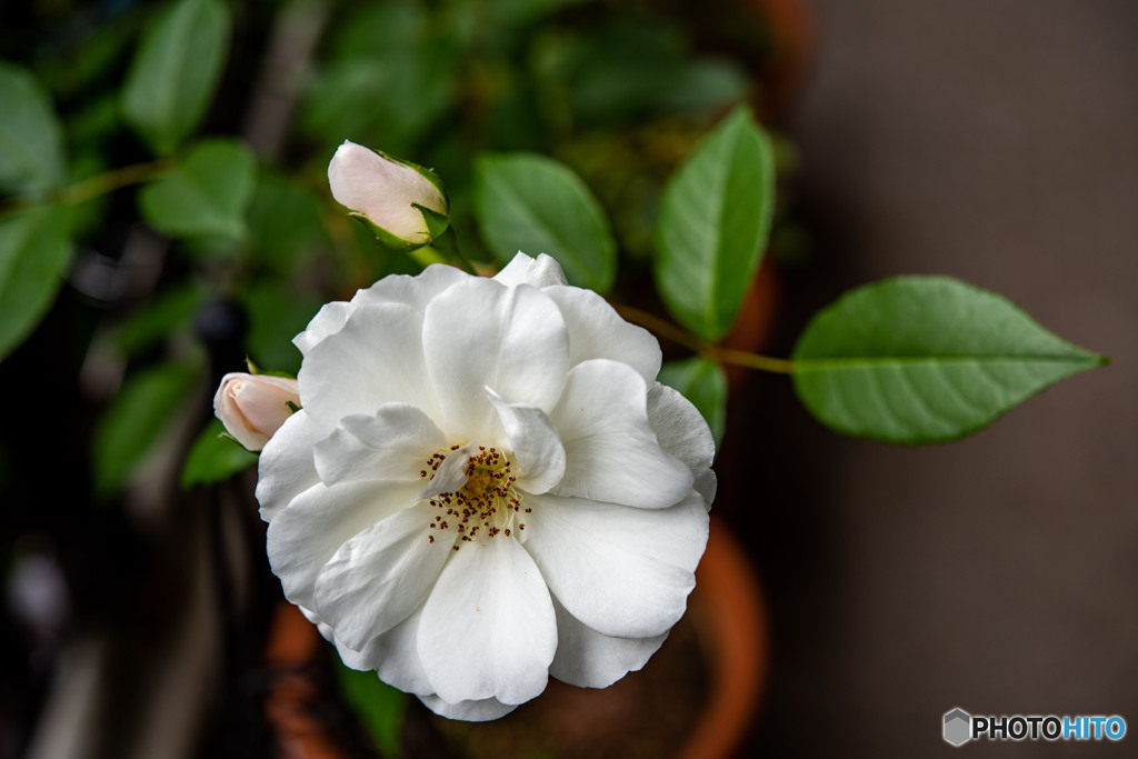 DSC_5450-2