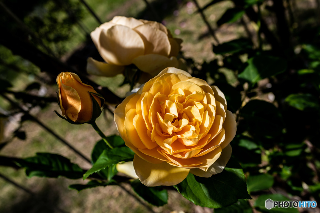 DSC_3958-2