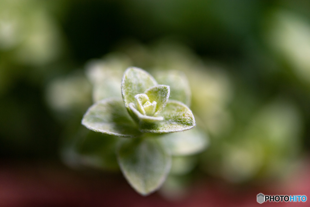 DSC_0756-1