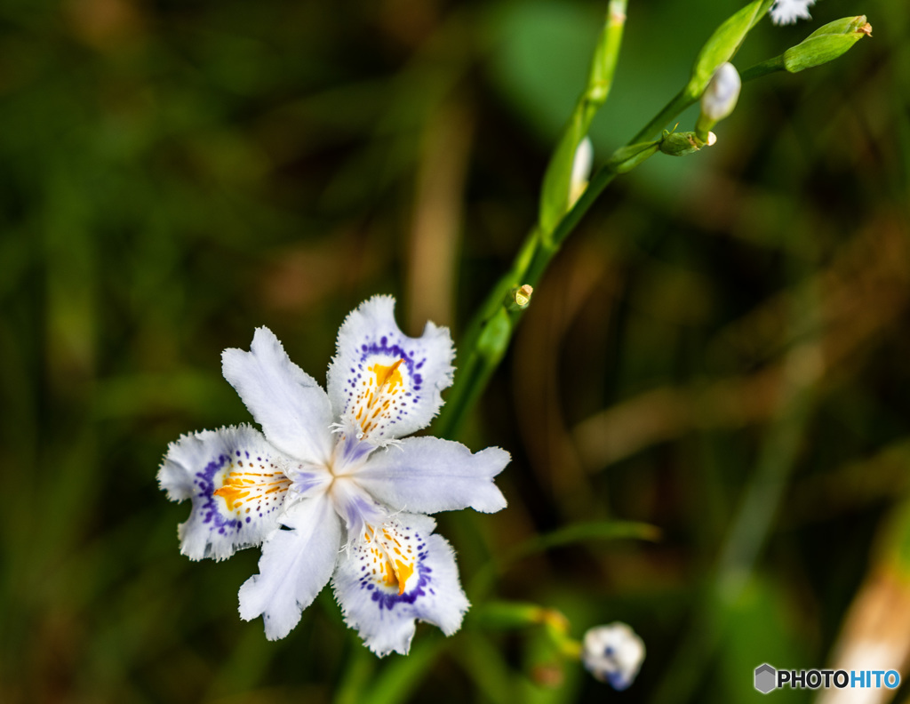 DSC_3622-2