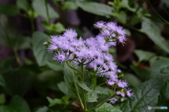 DSC00880