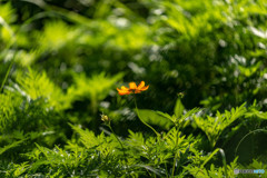 DSC_4185-1