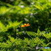 DSC_4185-1
