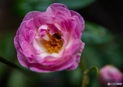 DSC_5431-1