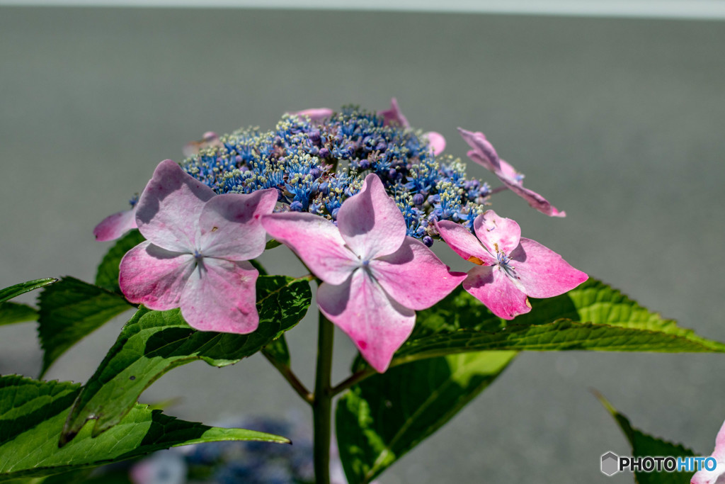 DSC_1596-1