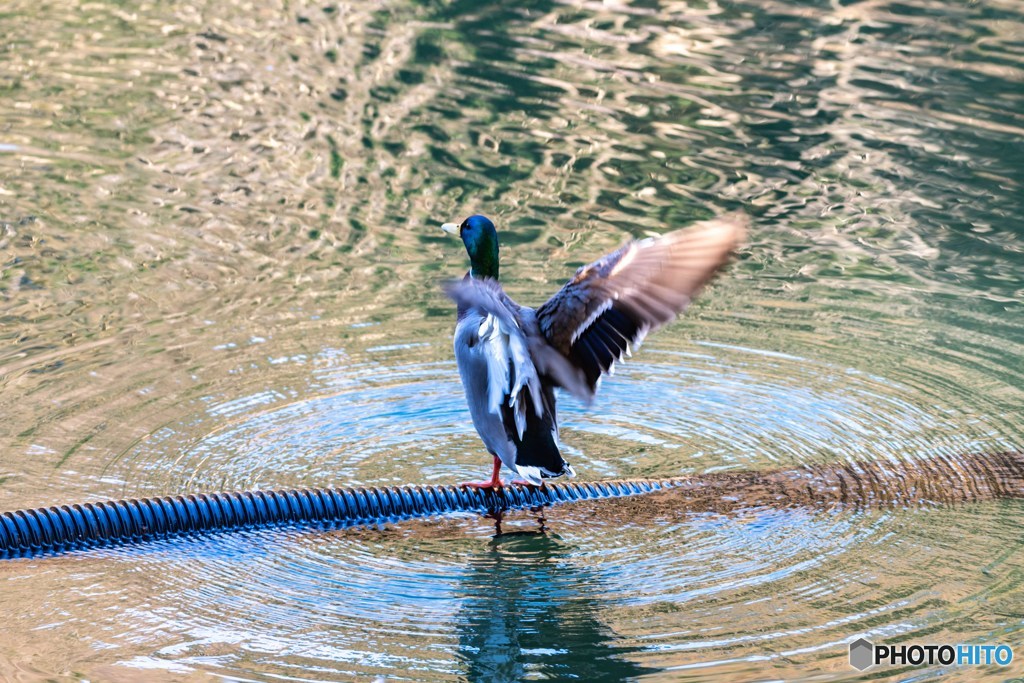 DSC_4448-1
