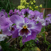 DSC00256