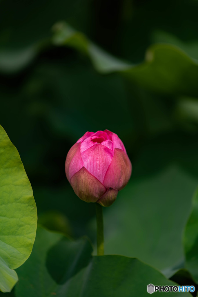 DSC_4014-1