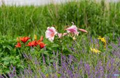 DSC00536-1