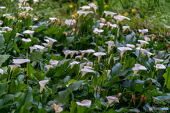 DSC00474-1