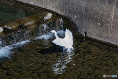 DSC_0019-2