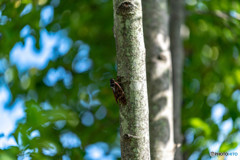 DSC_4183-1