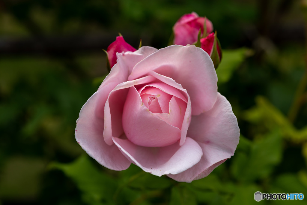 DSC_3961-2