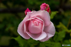 DSC_3961-2