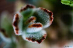 DSC_5435-1