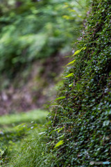 DSC_4042-1