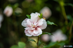 DSC_4184-1