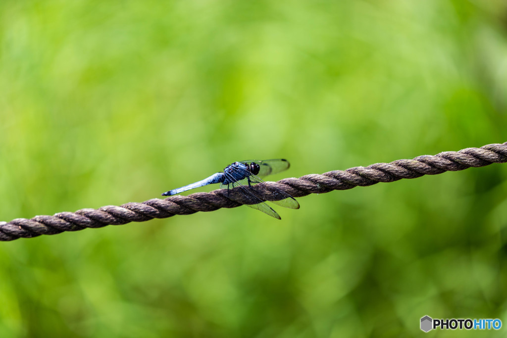 DSC_4019-1