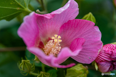 DSC_5057-1