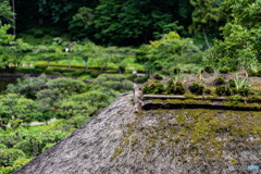 DSC_4036-1
