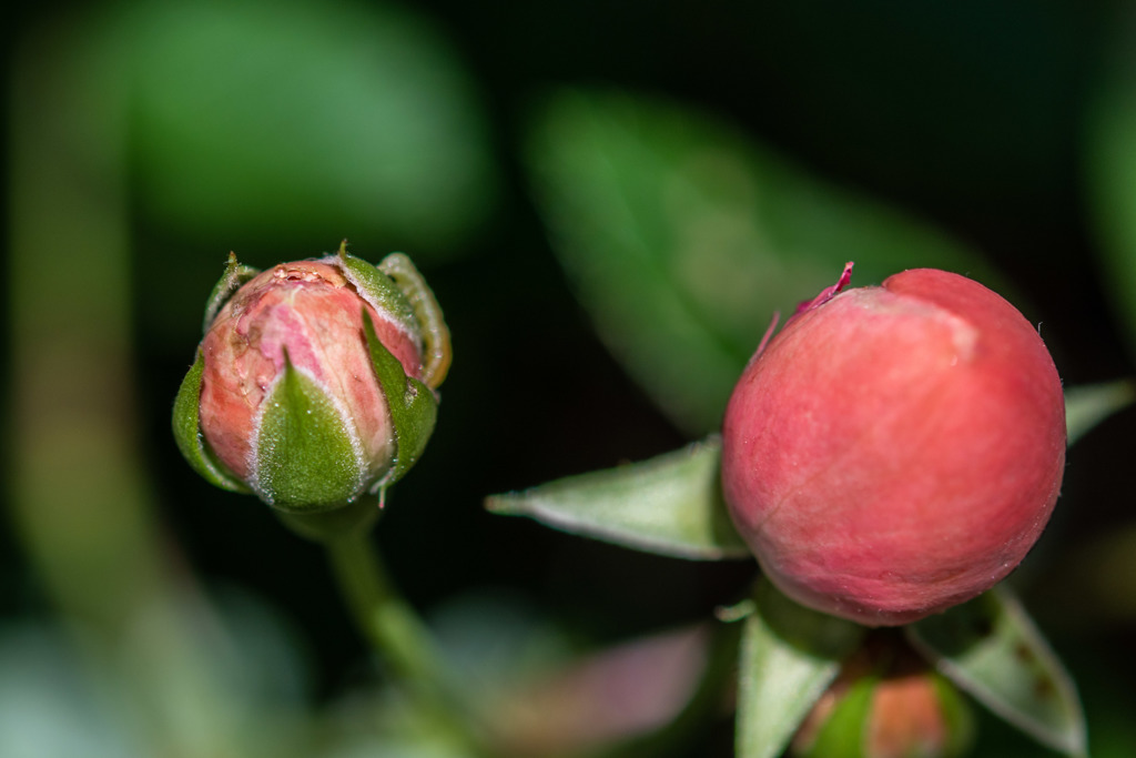 DSC_1533-2