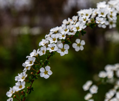 DSC_5358-1