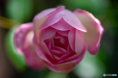 DSC00012-1