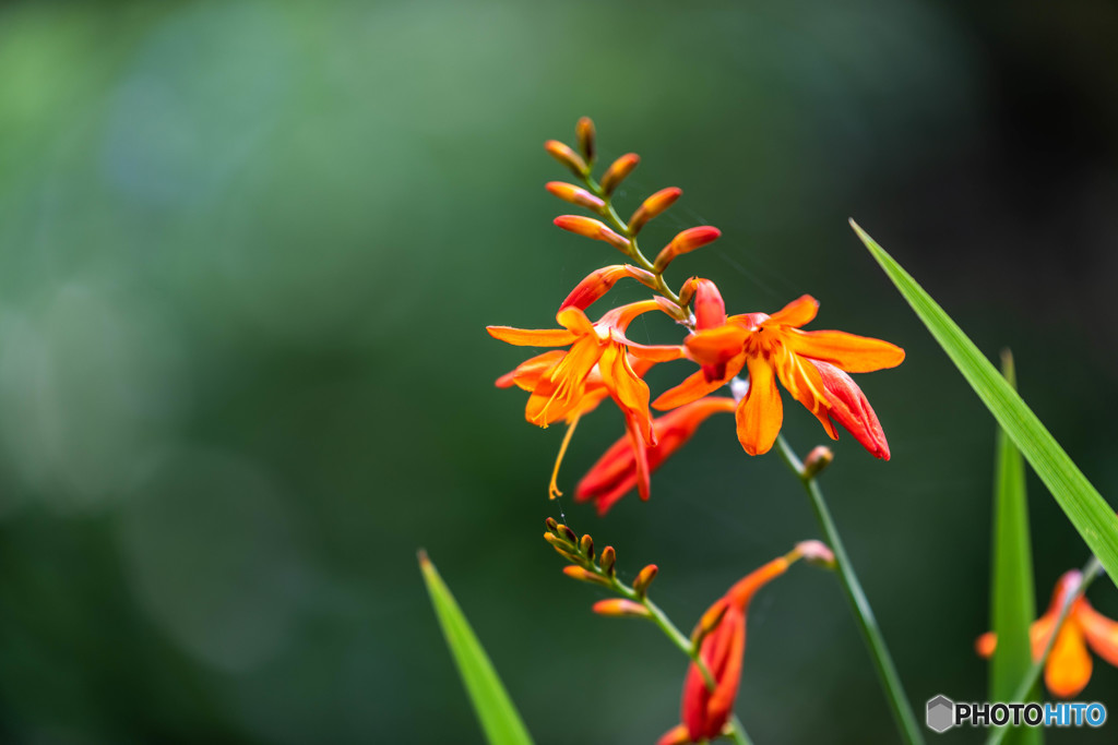 DSC_4044-1