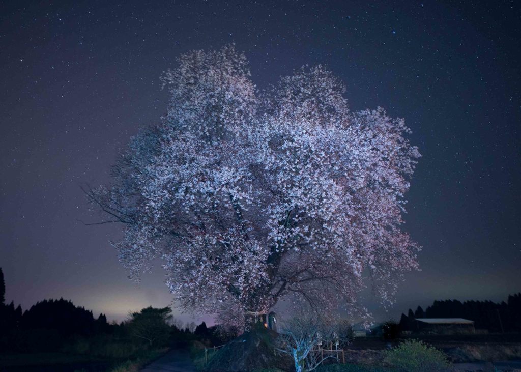 宮崎県　国富町の大坪の一本桜
