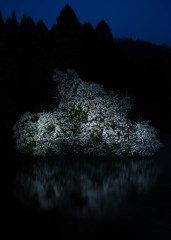 湧水に咲く
