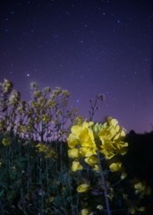 菜の花と星空