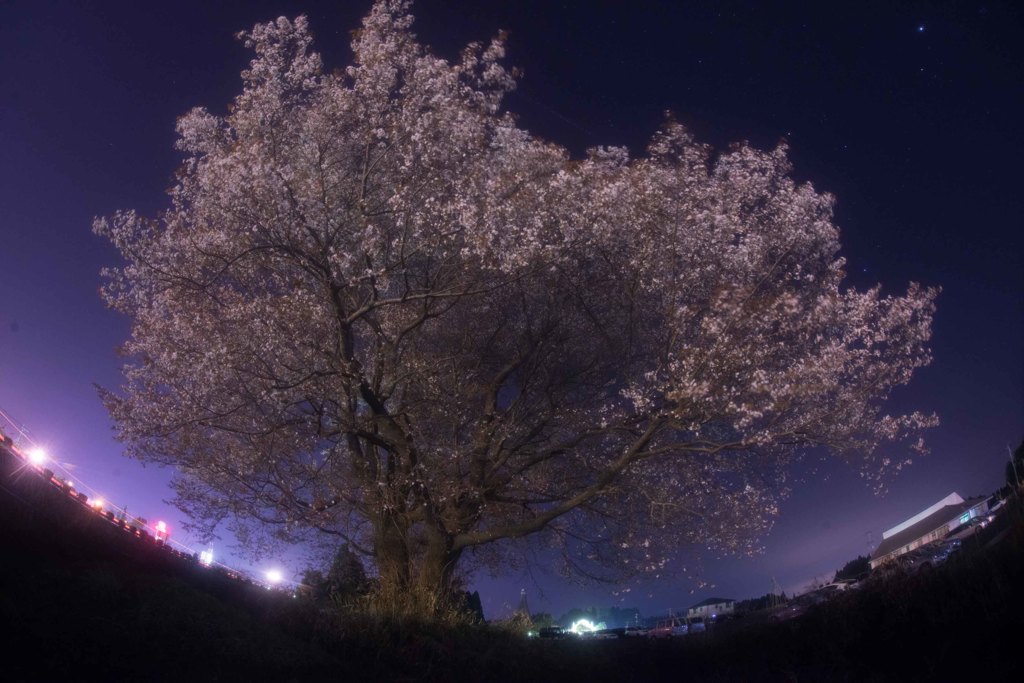 鹿児島空港そばの一本桜