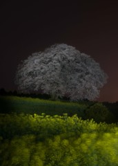 馬場夜桜