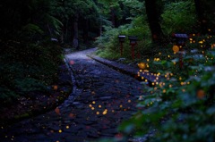古道に舞うヒメホタル