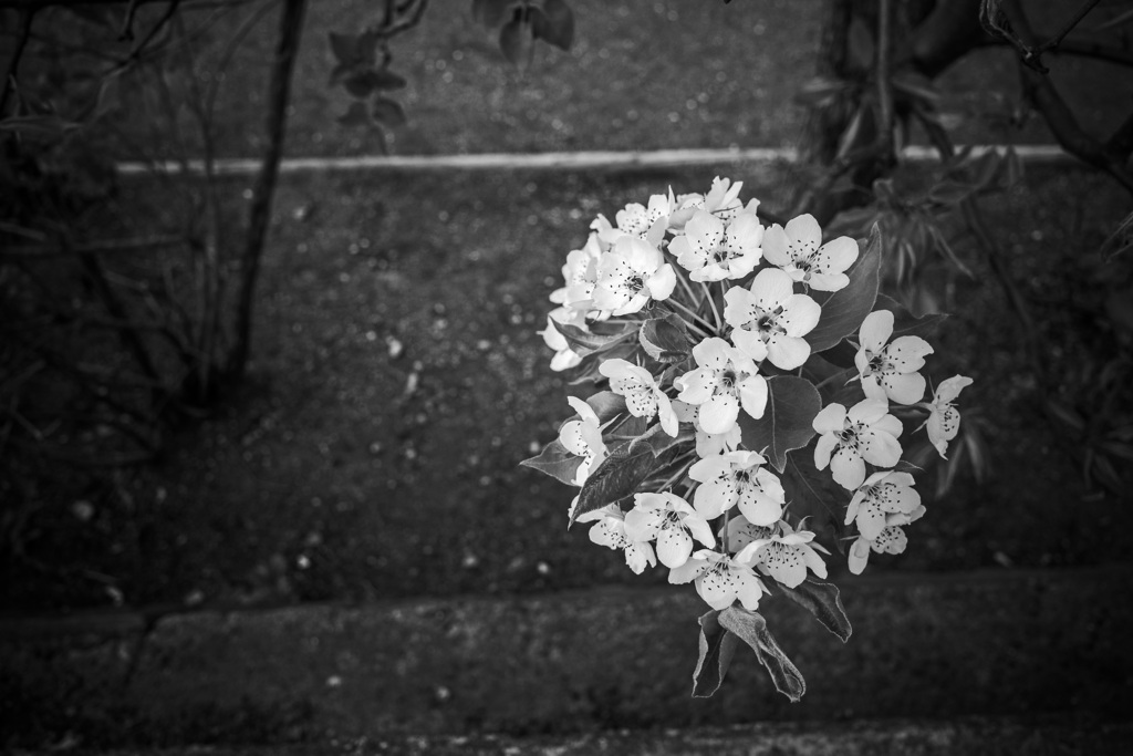 近所のお花