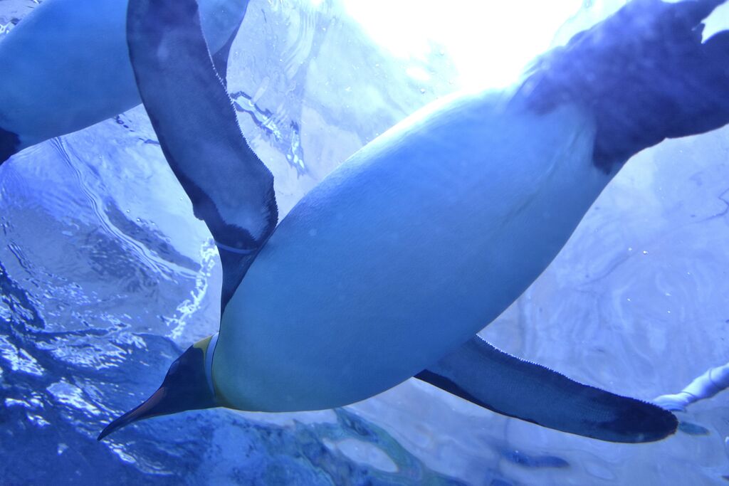 ペンギン