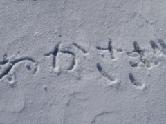 冬の旬