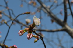 桜前線、ゴ～ル！